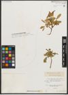 Foto von Salix nuristanica A. K. Skvortsov